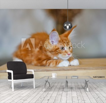 Bild på Love for cats Chic red cat Maine Coon Animal protection